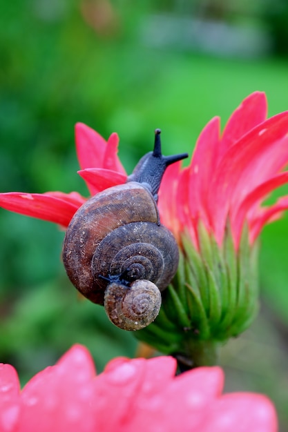 Photo escargot mère portant un escargot bébé sur sa coquille grimpant sur une fleur rose vif