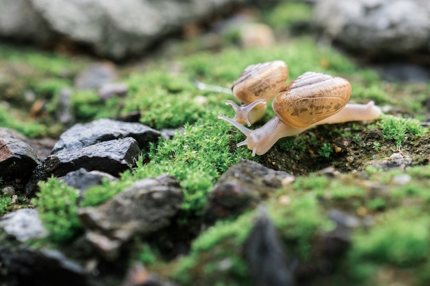 Escargot sur la mousse