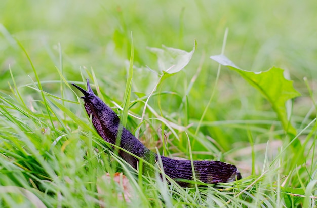 Escargot nue dans l&#39;herbe