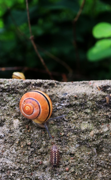 Escargot orange sur une pierre