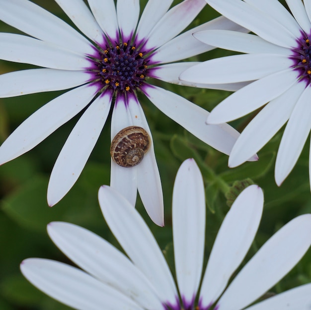 l&#39;escargot sur la plante