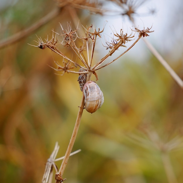 escargot sur la plante