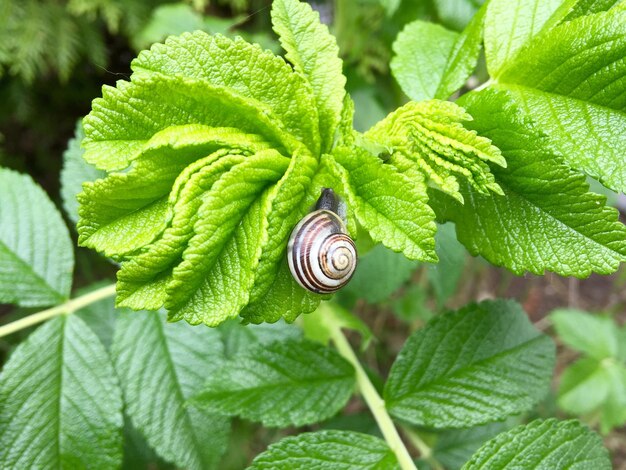 Photo l'escargot sur les plantes vertes