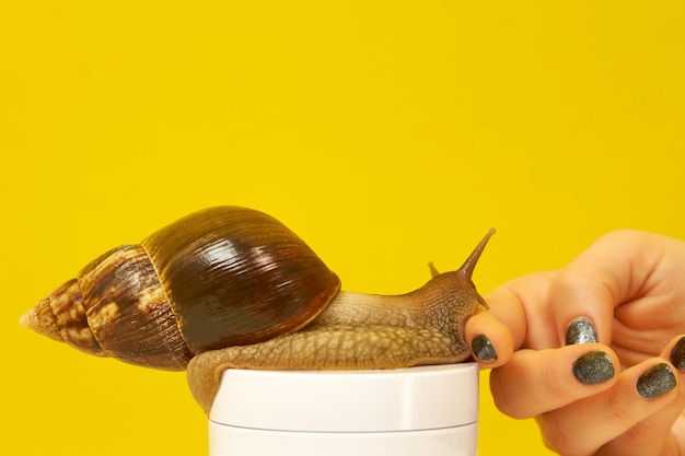 Un escargot d'un pot blanc rampe jusqu'à la main de la fille sur un fond jaune