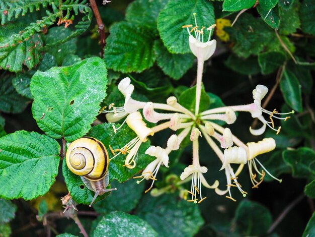 Escargot près de fleurs fleurs sur pré vert