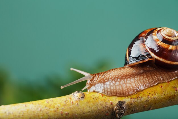 Un escargot de raisin de jardin rampe le long d'une branche sur un fond d'arbre et un fond vert. Espace macro gratuit