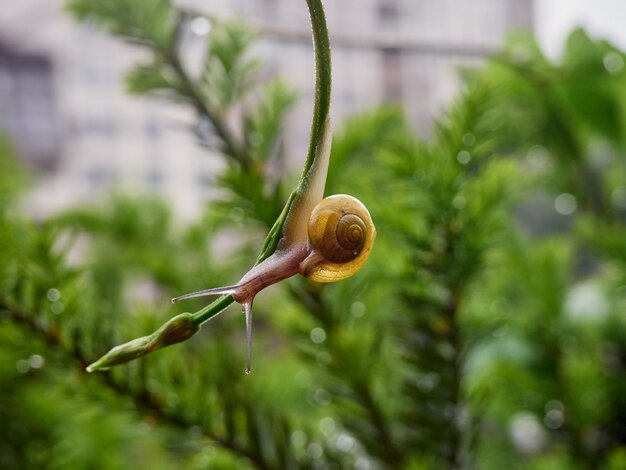 Un escargot de raisin lent rampe jusqu'à la vigne. Beau bokeh en arrière-plan.