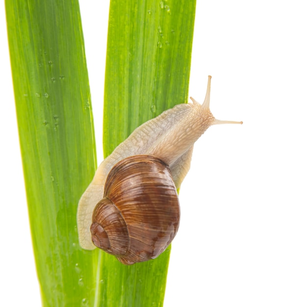 escargot de raisin rampant sur les feuilles vertes.