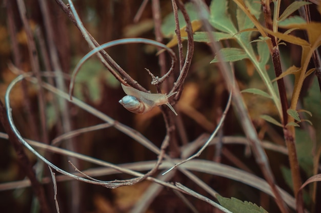 Escargot rampant sur une branche