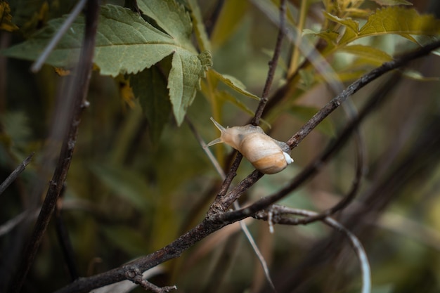 Escargot rampant sur une branche