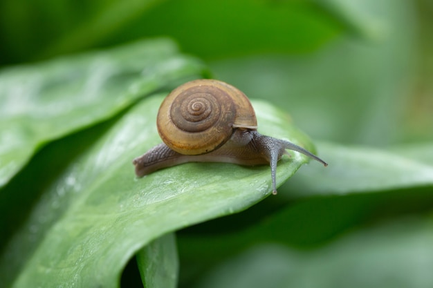 Escargot rampant sur la feuille verte après la pluie