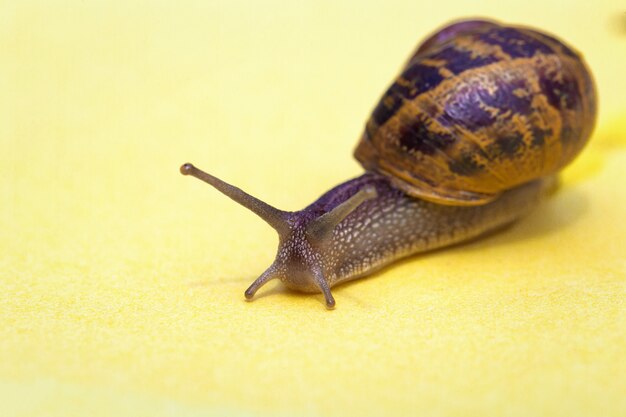 Escargot rampant sur un fond pastel coloré