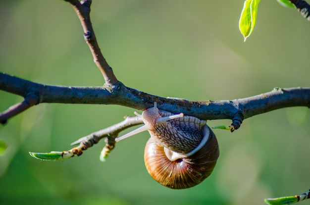 Escargot rampant le long d'une branche d'arbre fruitier