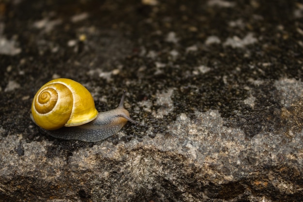 escargot rampant sur pierre mouillée