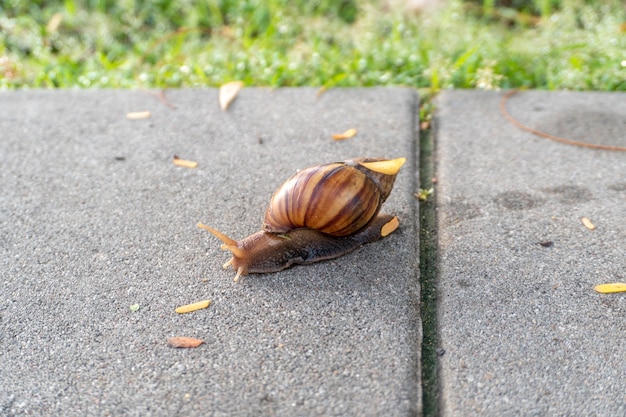 Un escargot rampant sur le trottoir