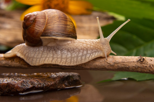 L'escargot rampe activement dans la nature. mollusque et invertébré. viande de délicatesse et gastronomie.