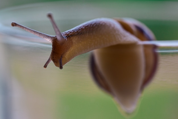 Escargot rampe dans un bocal en verre