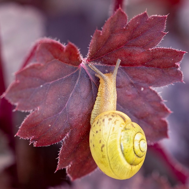 L'escargot rampe sur la feuille d'heuchère rouge.