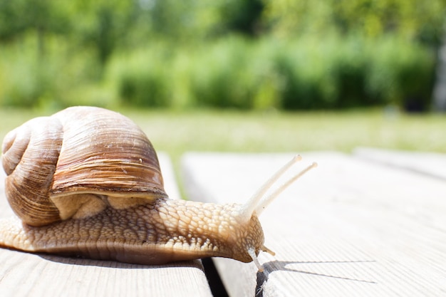 L'escargot rampe sur un fond en bois dans le jardin