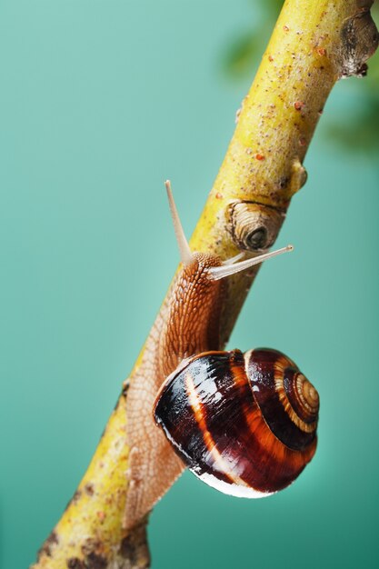 Un escargot rampe le long d'une branche sur fond de plante et sur fond vert. Espace libre