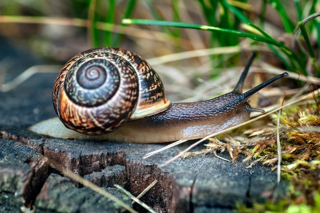 L'escargot rampe le long de la vieille souche