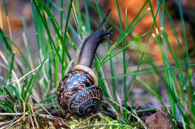 L'escargot rampe le long de la vieille souche