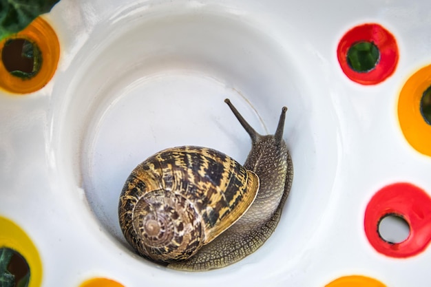 Escargot recroquevillé sur un ornement en céramique.