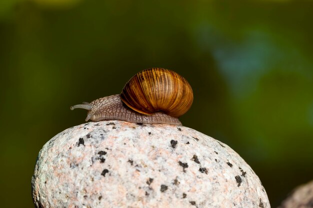 Photo un escargot sauvage commun rampant sur les rochers et éclairé par la lumière du soleil par temps ensoleillé en été ou au printemps et escargot de raisin rampant sur son territoire