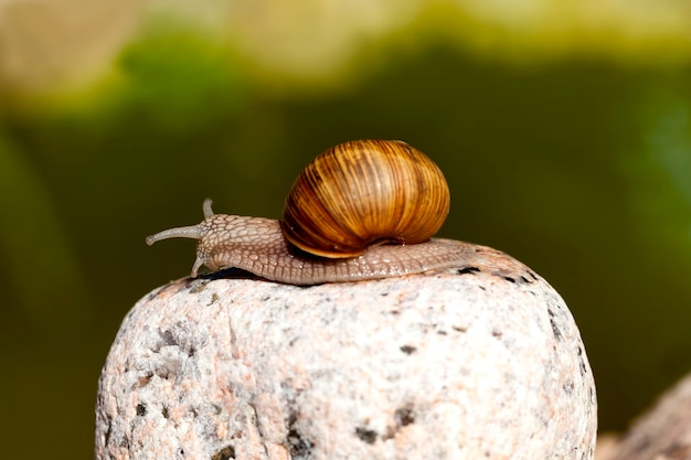 Escargot sauvage commun rampant sur les rochers et éclairé par la lumière du soleil, le temps ensoleillé en été ou au printemps, et l'escargot de raisin rampant sur son territoire