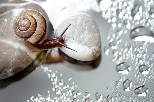 Escargot sauvage des forêts rampe sur un galet rond