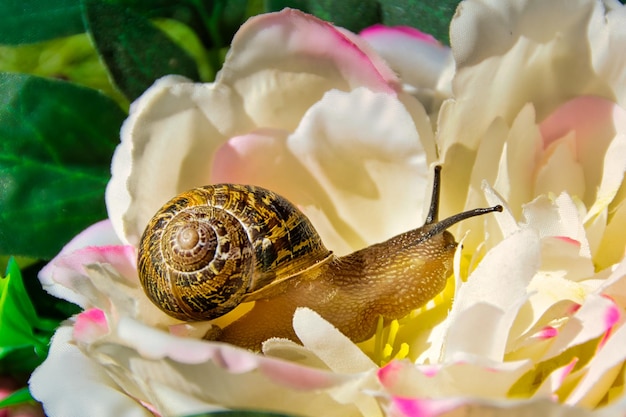 Photo escargot se déplaçant sur les fleurs.