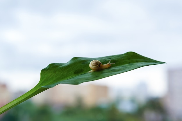 L'escargot se glisse lentement sur une feuille sur un fond de matin clair et flou