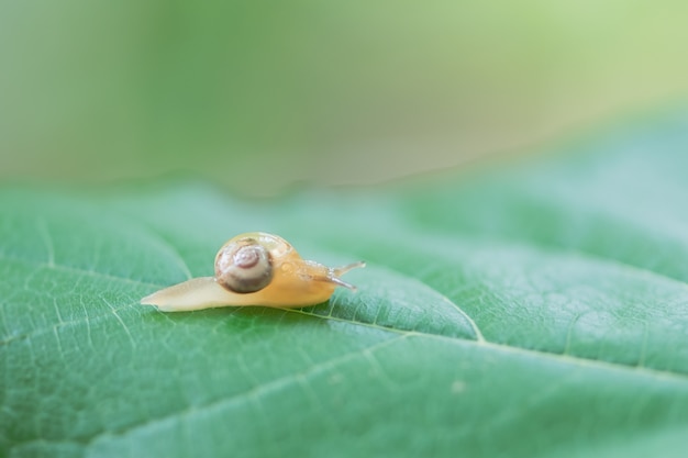 Photo escargot sur une surface de feuille verte dans le jardin