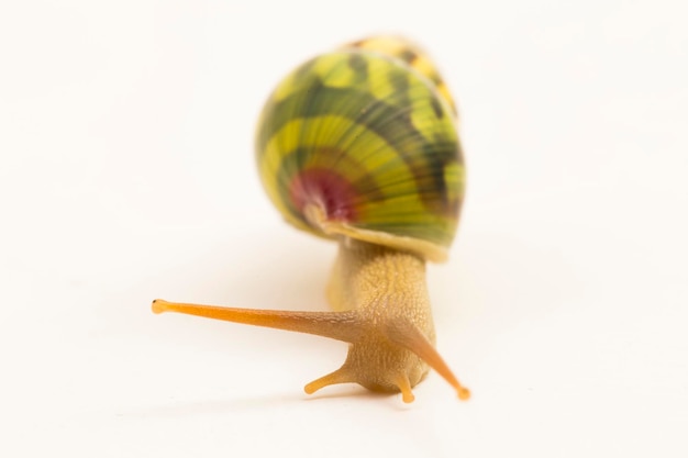 Escargot terrestre pulmoné arboricole Amphidromus palaceus isolé sur fond blanc