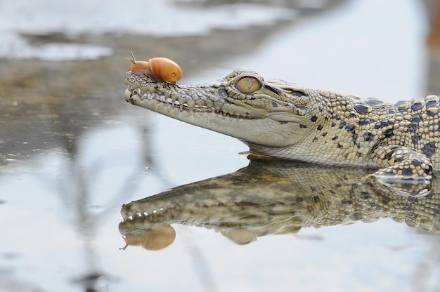 Escargot sur la tête de crocodile en flaque