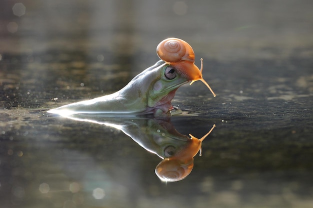 un escargot sur la tête d'une grenouille dans une flaque