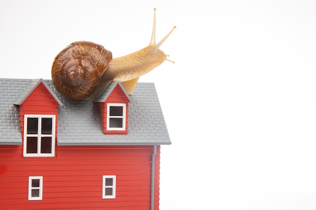 Escargot sur le toit d'un modèle de maison sur fond blanc Le concept de confort à la maison et de vie dans la maison