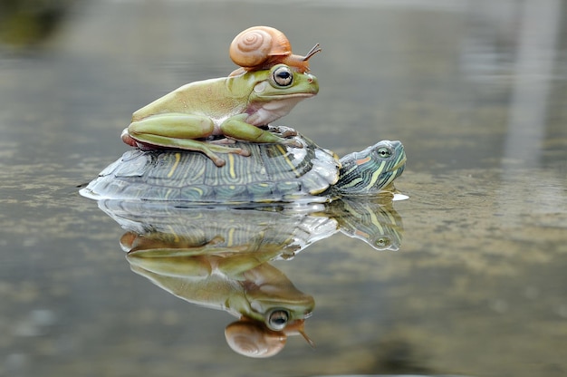 Escargot tortue avec grenouille dans une flaque