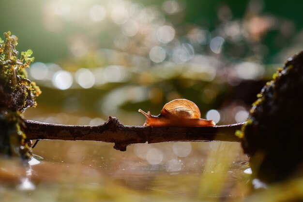 Escargot traversant l'eau sur des brindilles