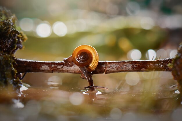 Escargot traversant l'eau sur des brindilles