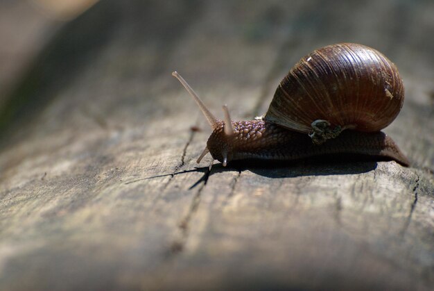 Un escargot sur un vieux journal sur une journée ensoleillée de la région de Moscou Russie