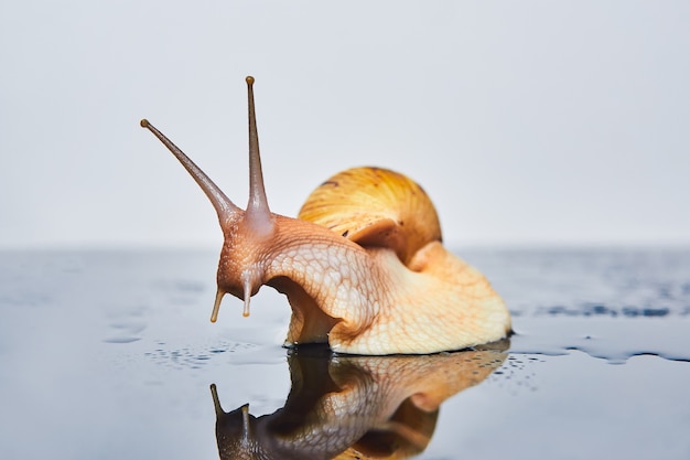 L'escargot vivant regarde sa réflexion sur une surface noire lisse sur un fond clair