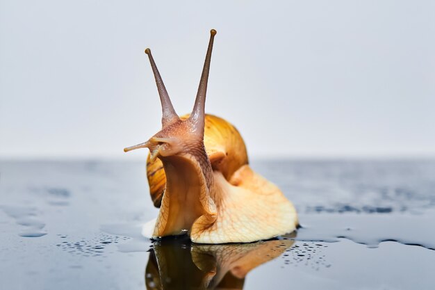 L'escargot vivant s'étend vers le haut à partir d'une surface lisse et humide sur un fond clair