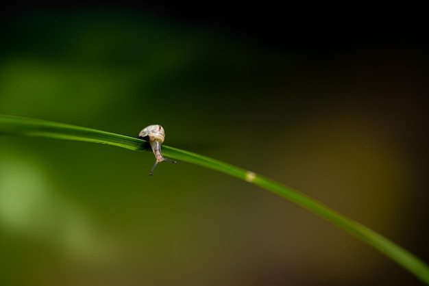 Un escargot Whitelipped sur l'herbe verte dans le jardin