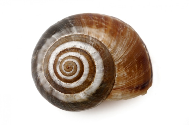 Escargot