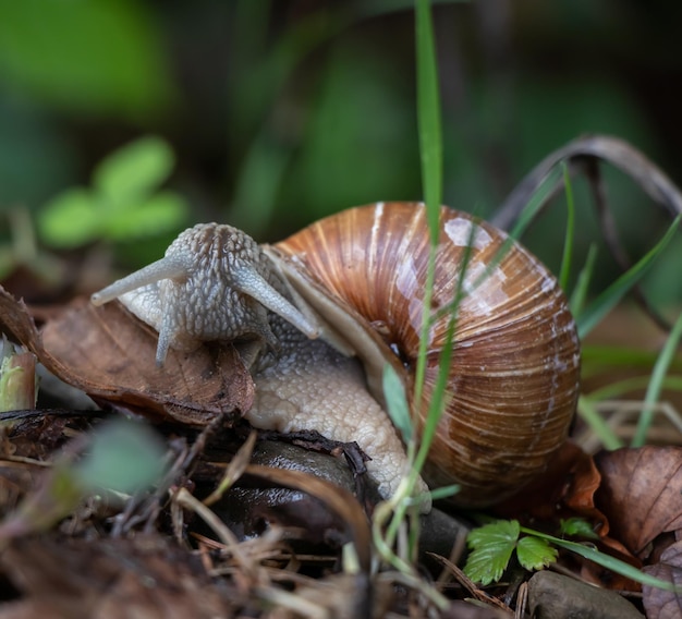 Escargot