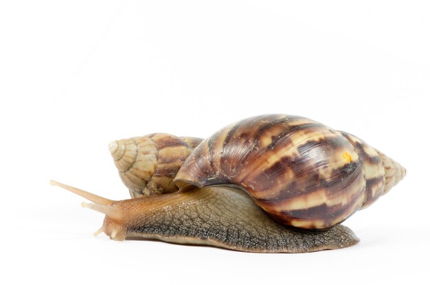 Photo escargots africains géants isolés sur blanc