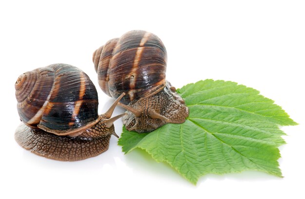 Escargots de Bourgogne en studio