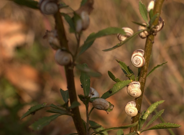 Escargots sur une brindille dans le parc par une chaude journée d'été mise au point sélective bokeh