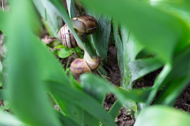 Escargots dans les feuilles d'une fleur d'iris Escargots dans la nature